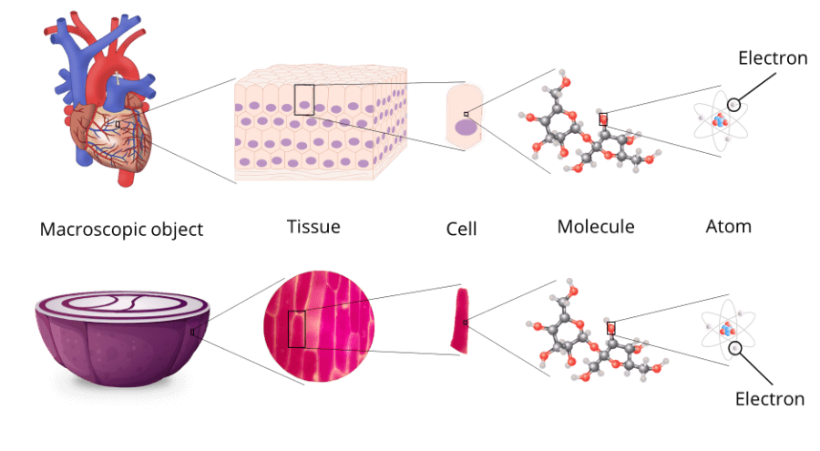 Levels of organisation of matter