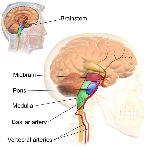 The anatomy of the brain stem