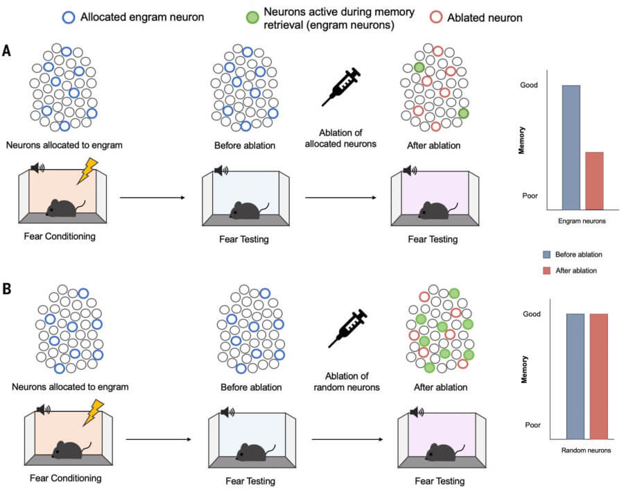 Allocation and ablation of engram neurons