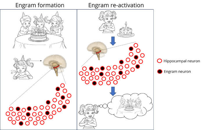 Engram formation and reactivation