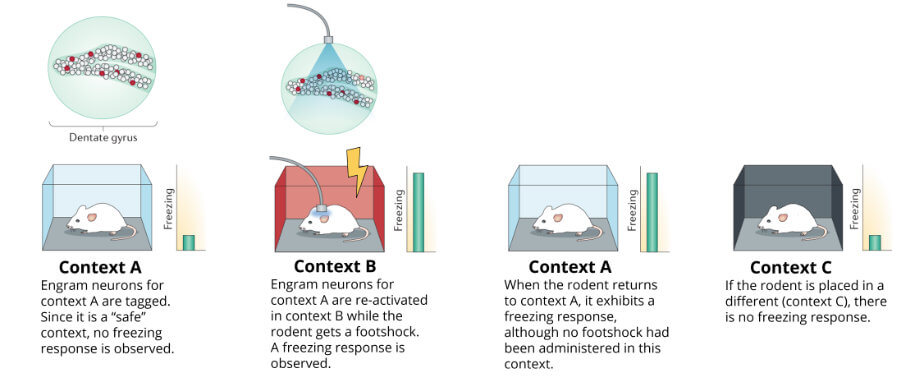 Tagging and reactivation of engram neurons of mice using optogenetics