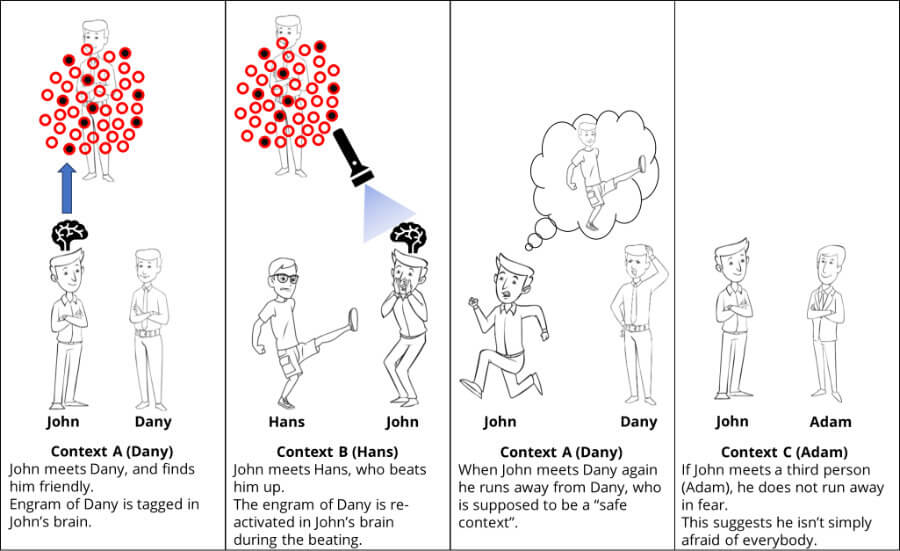 A hypothetical human-equivalent experiment of the tag-and-reactivate experiment with rodents