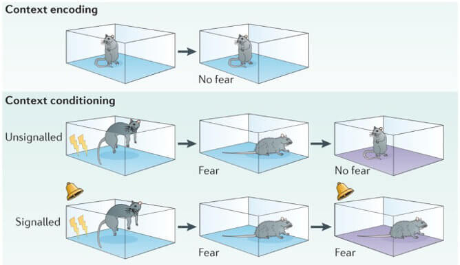 Fear learning paradigm