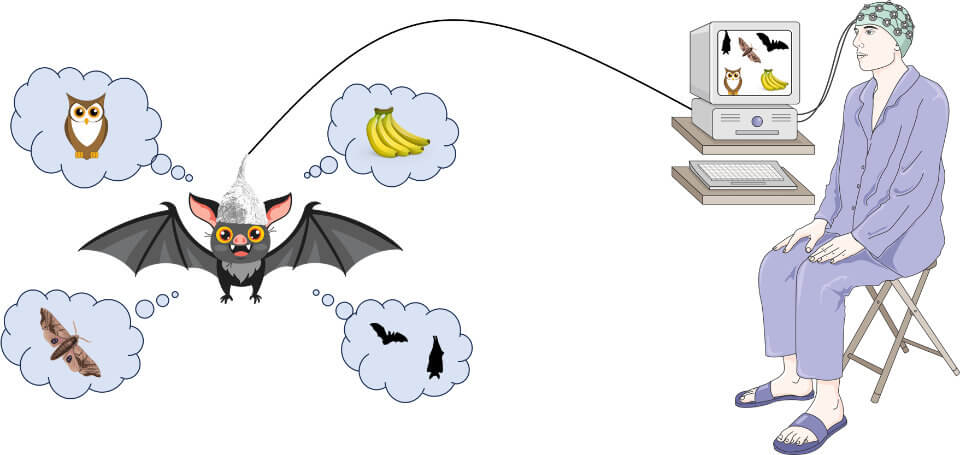 Transferring the bat's qualia into a human brain