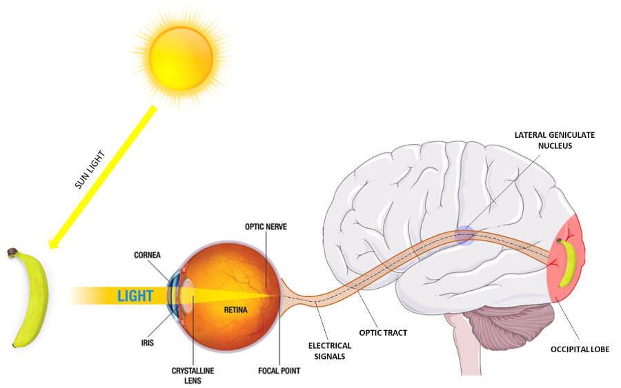 Human vision